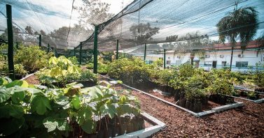 Viveiro da Águas Guariroba soma 660 mil mudas nativas e fortalece a proteção dos mananciais de Campo Grande