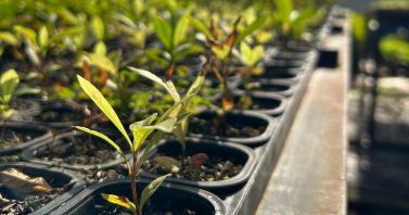 Viveiro Isaac de Oliveira bate recorde e produz 80 mil mudas em sete meses
