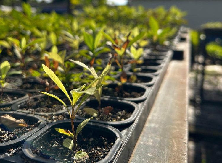 Viveiro Isaac de Oliveira bate recorde e produz 80 mil mudas em sete meses Viveiro Isaac de Oliveira bate recorde e produz 80 mil mudas em sete meses