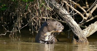 Saneamento é importante aliado da proteção da biodiversidade e de espécies migratórias em MS