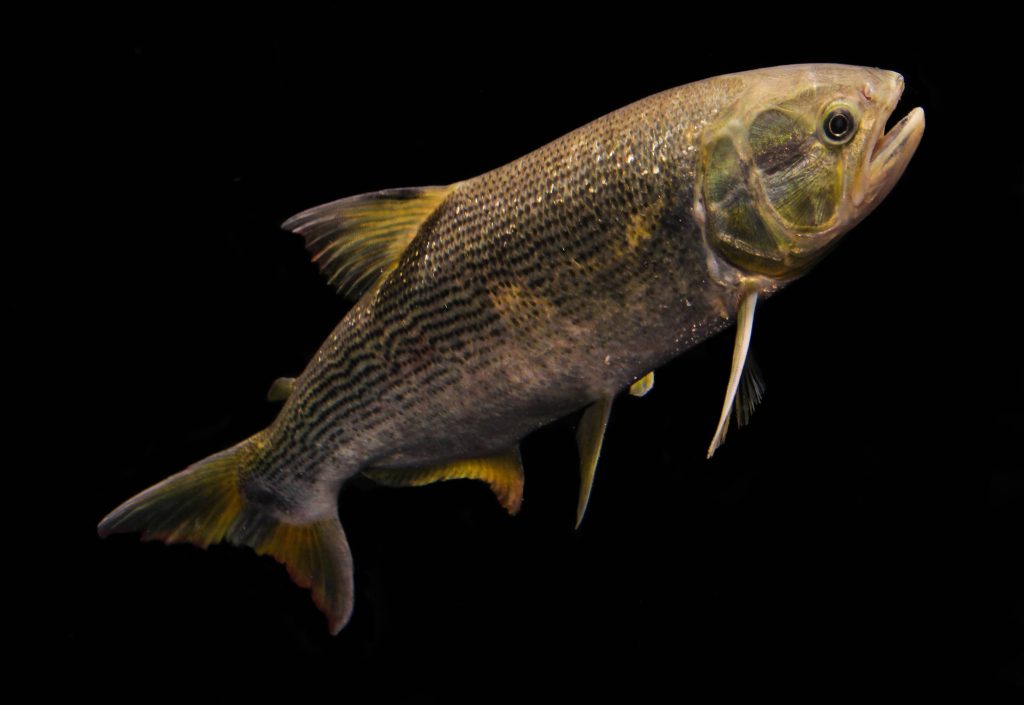 COP15 tem água tratada e copos de papel para mais de 2 mil participantes